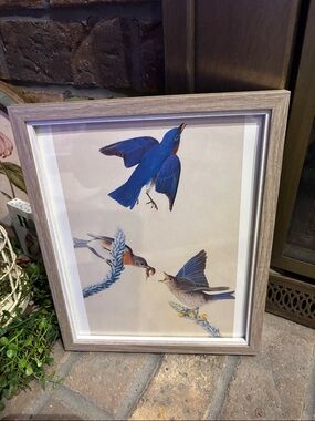 Framed Audubon Page Print